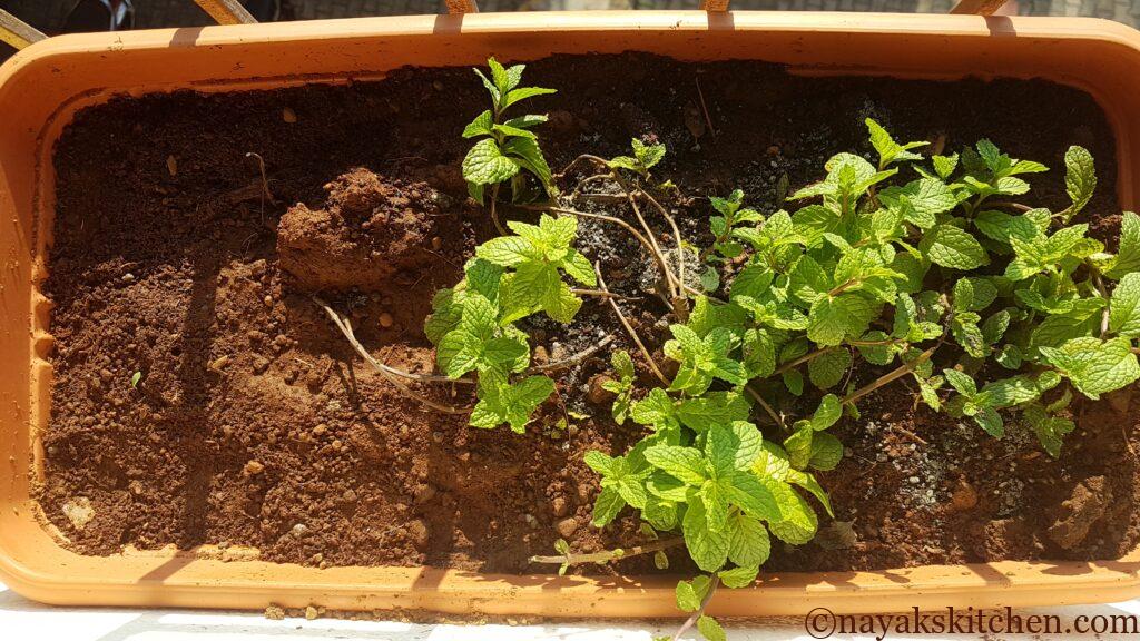 Mint/Pudina grown in my home garden