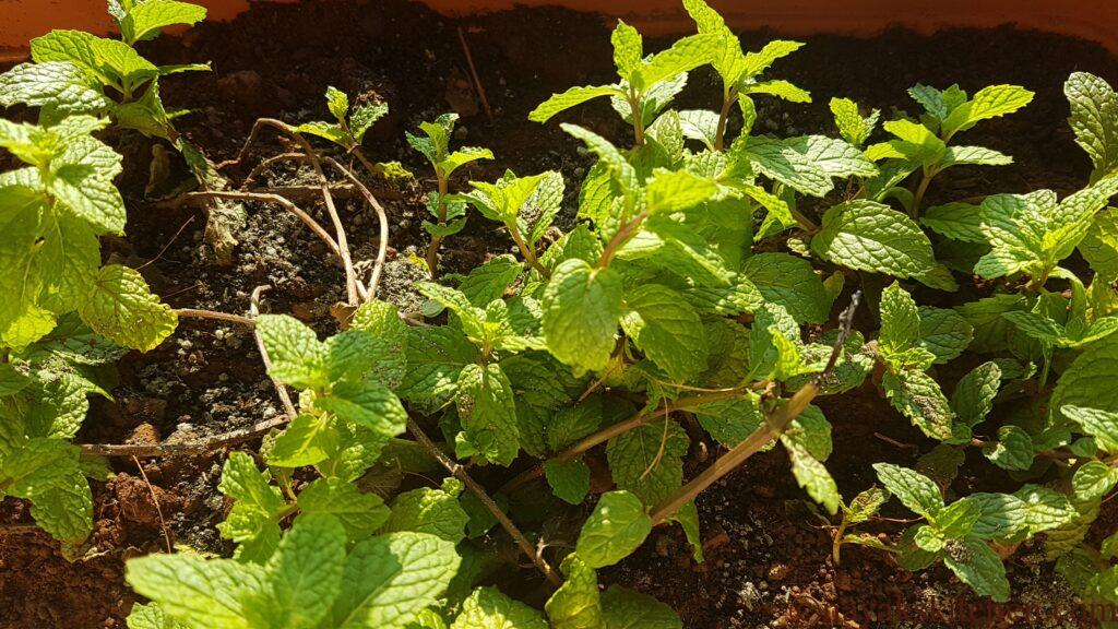 Mint/Pudina grown in my balcony garden