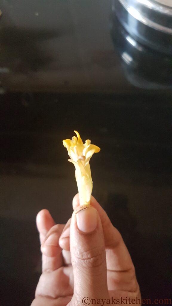 Opened flower/floret