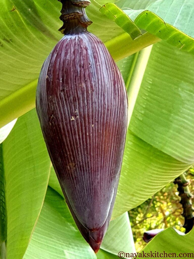 Banana Flower