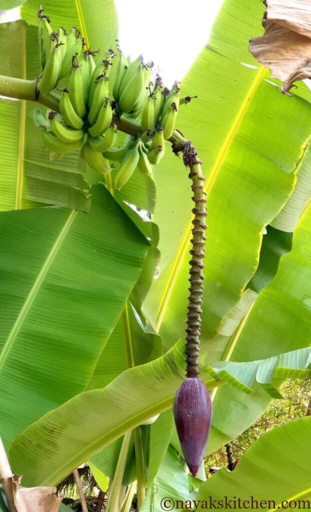 Banana Blossom on a banana plant