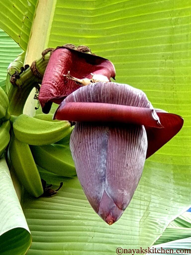 Banana Blossom