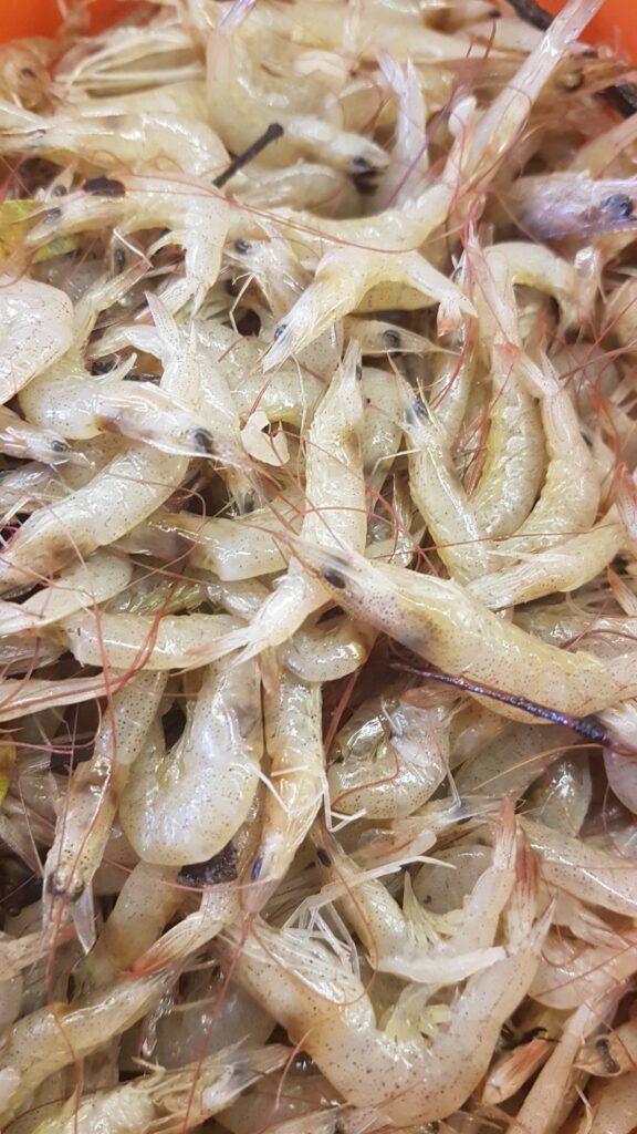 Small prawns