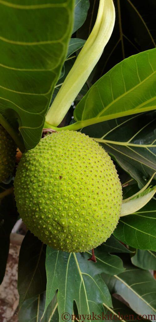 Breadfruit