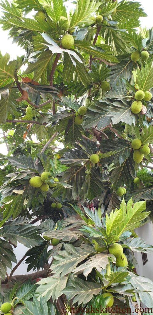 Breadfruit tree