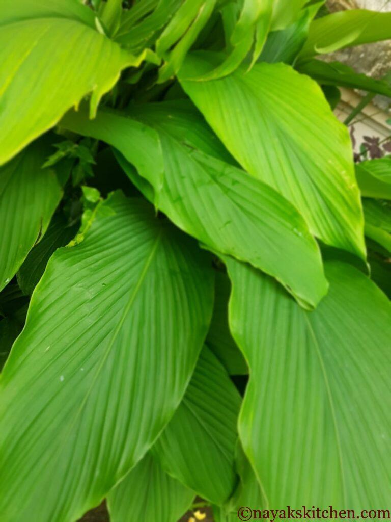 Turmeric leaves