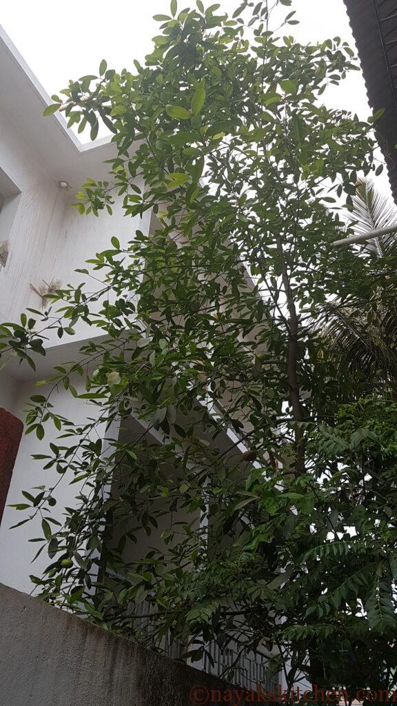 Kokum Tree