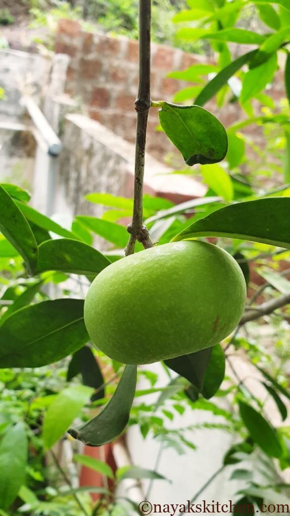 Raw fruit (Garcinia Indica)
