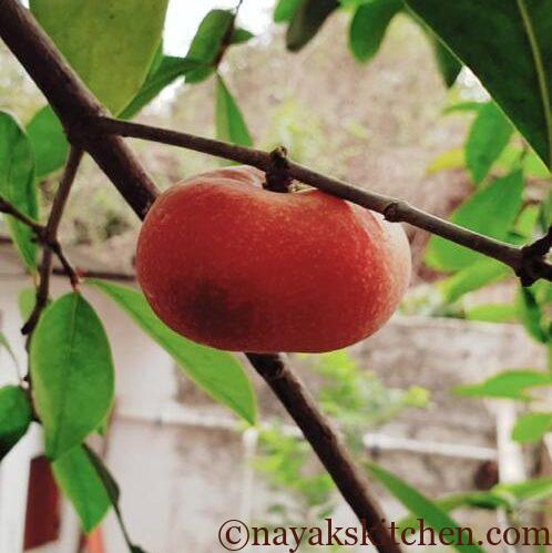Ripe Kokum (Garcinia Indica)
