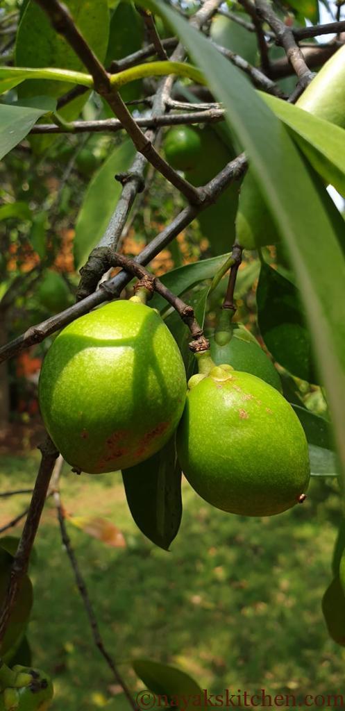 Kokum fruits