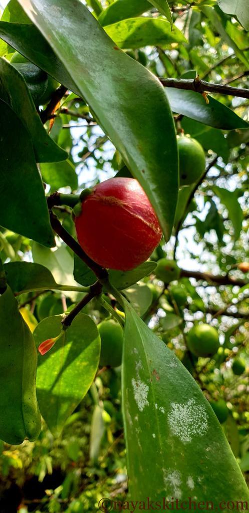 Ripe kokum fruit