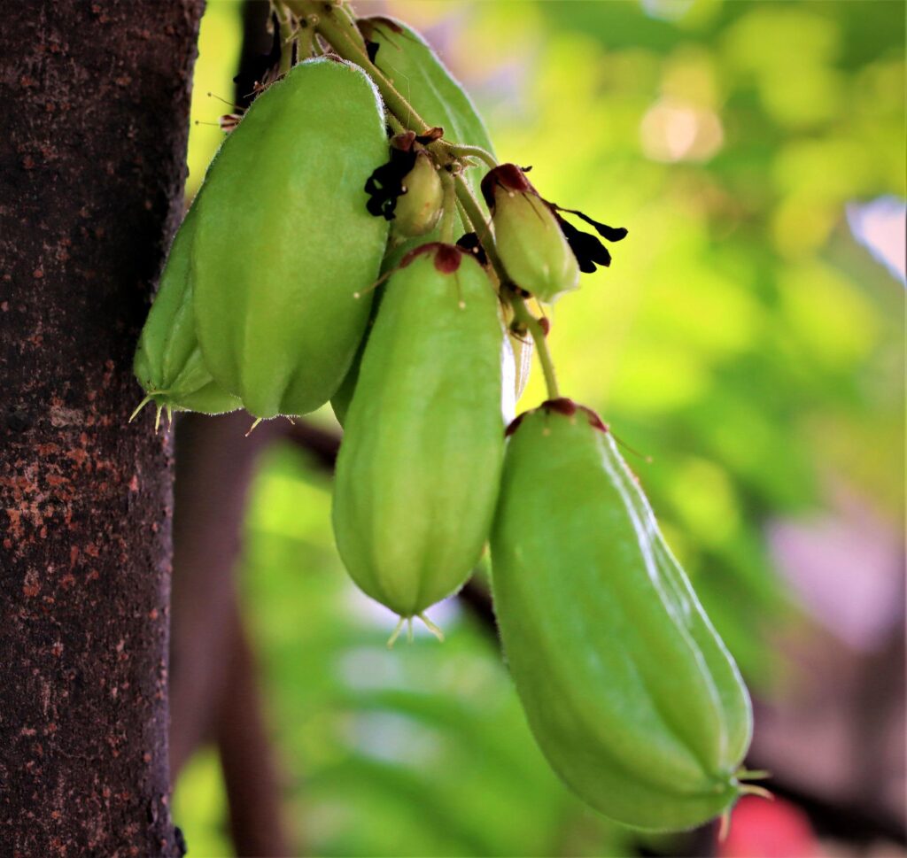 Bilimbi fruits