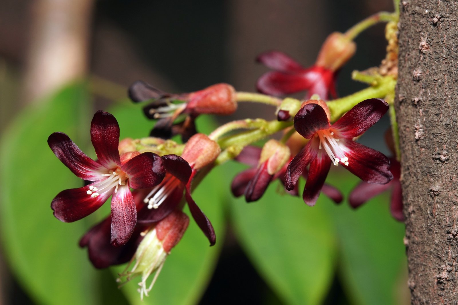 Bilimbi flowers | nayakskitchen - Your Own Pakshala