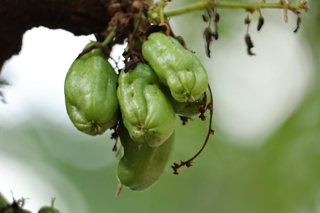 Bilimbi fruits