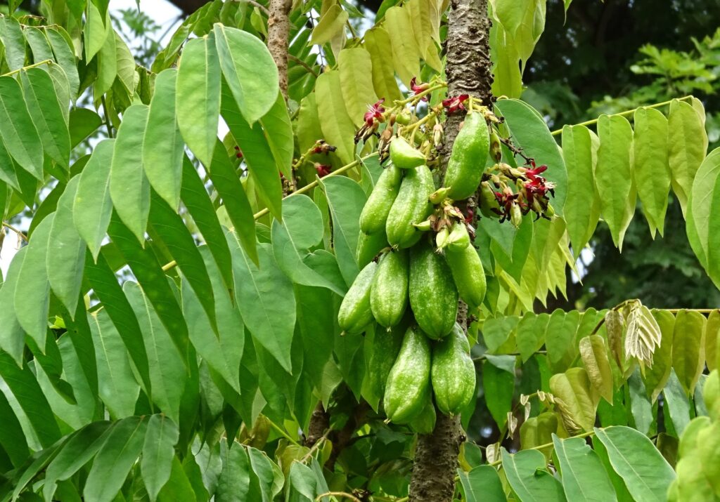 Bilimbi