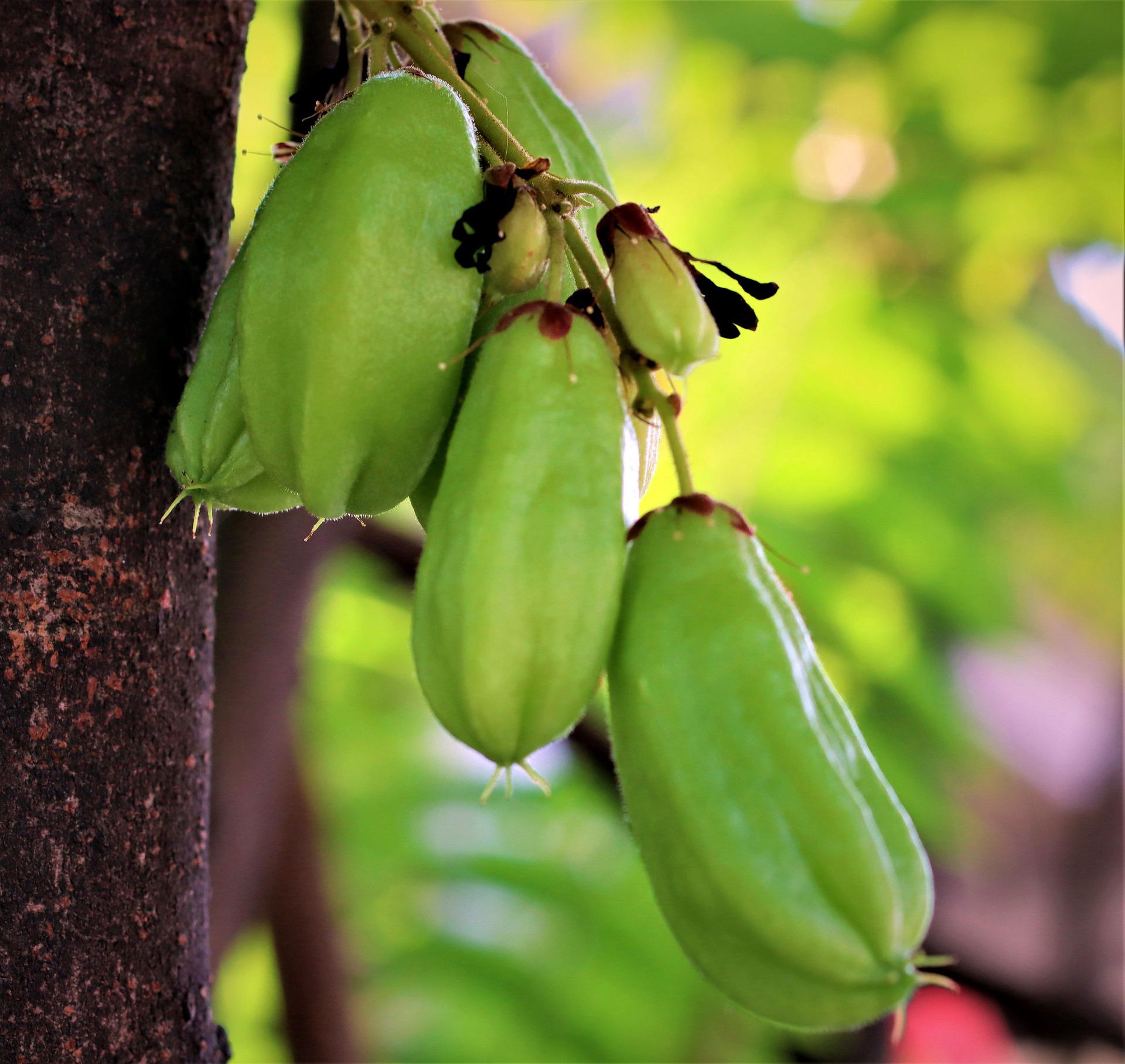 Bilimbi fruits