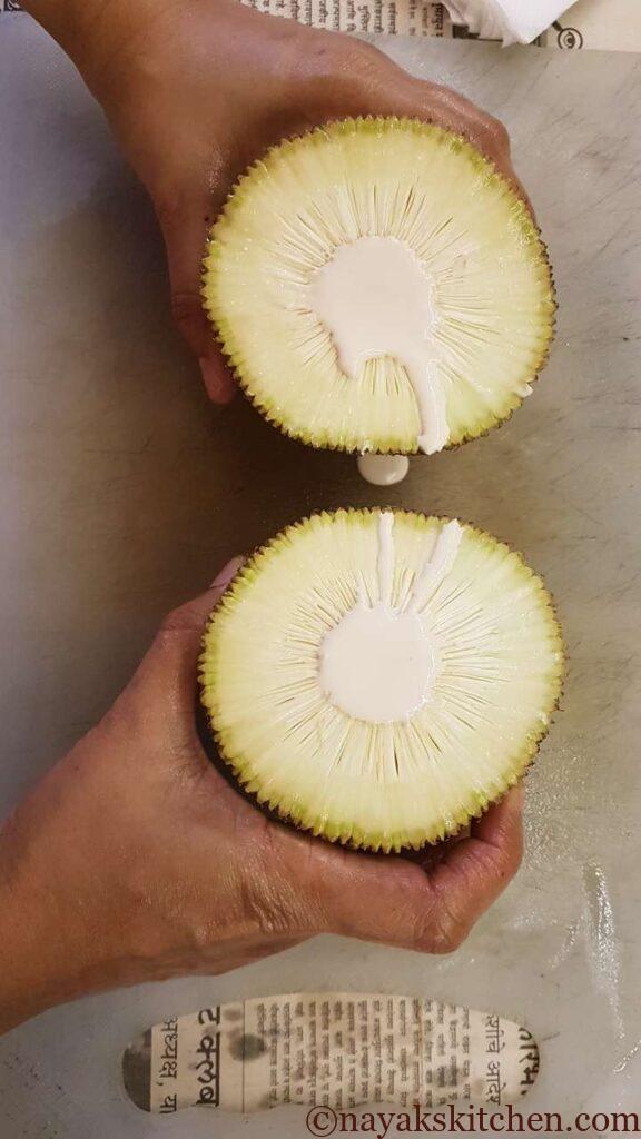 Sap/latex oozing from the raw jackfruit