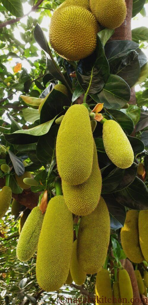 Jackfruit tree