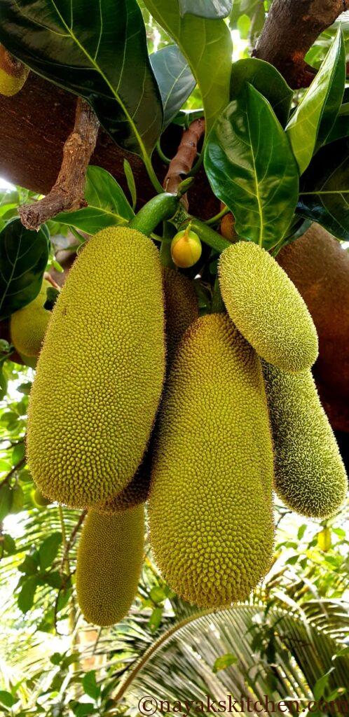 Raw Jackfruits