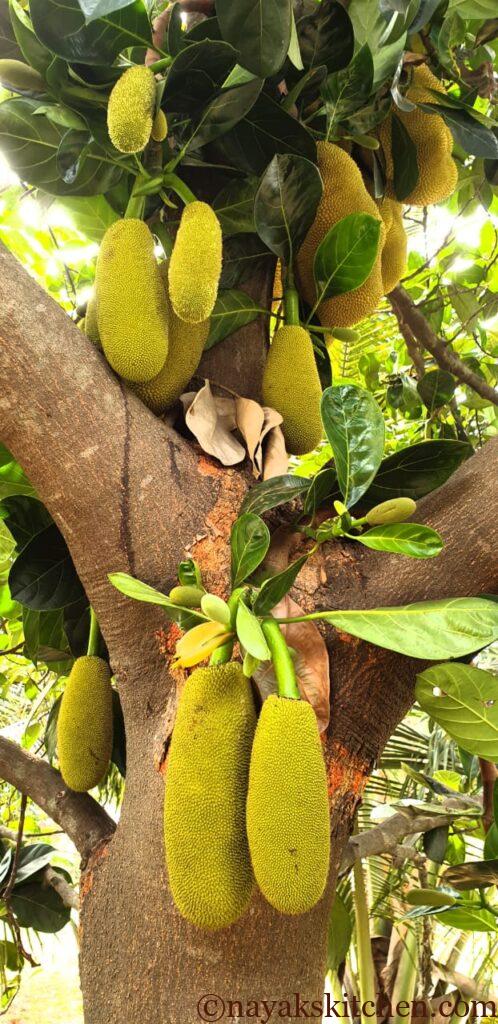 Raw Jackfruit/Kathal