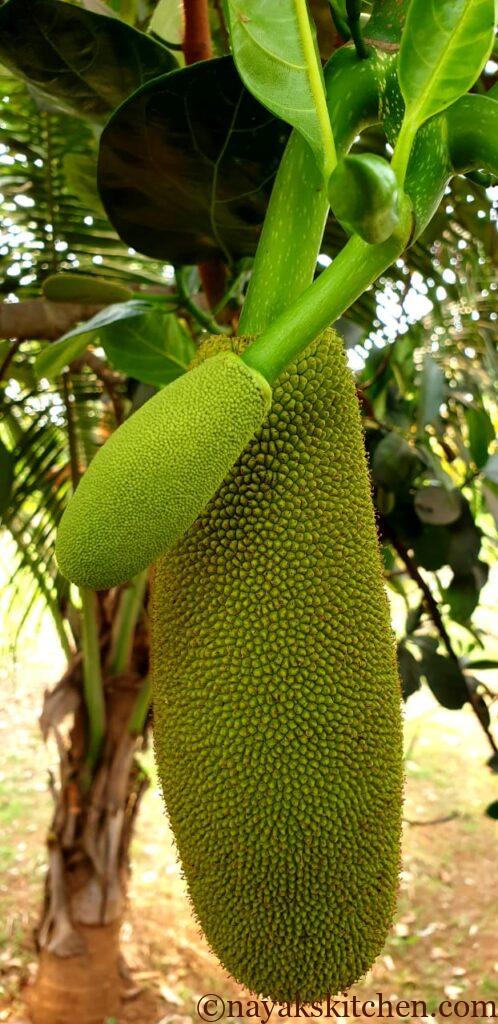 Raw Jackfruit/Kathal