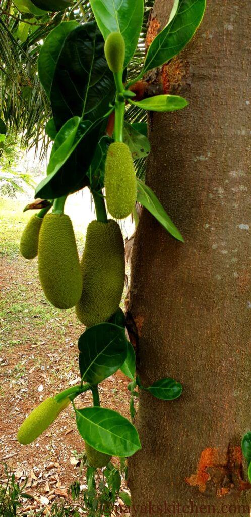 Jackfruit tree with raw jackfruits